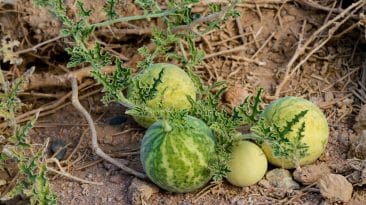 اندرائن (کوڑتمہ) کے خواص، فوائد اور استعمال